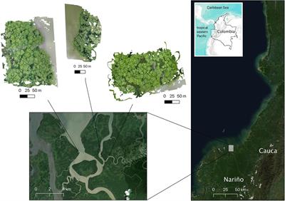 Structural Characteristics of the Tallest Mangrove Forests of the American Continent: A Comparison of Ground-Based, Drone and Radar Measurements
